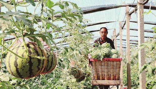韩城黄河滩吃瓜某网红,揭秘黄河滩西瓜的独特魅力 第2张 韩城黄河滩吃瓜某网红,揭秘黄河滩西瓜的独特魅力 第2张